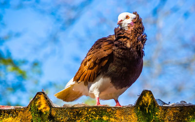 Close-up of bird perching on rock