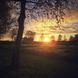 Bare trees on field at sunset