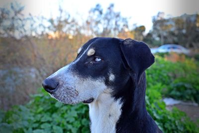 Close-up of dog against trees