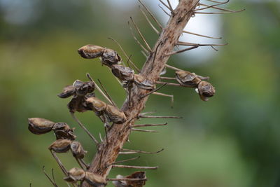 Close-up of dried plant