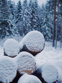 Close-up of snow on field against trees