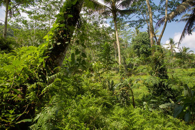 Low angle view of trees in forest
