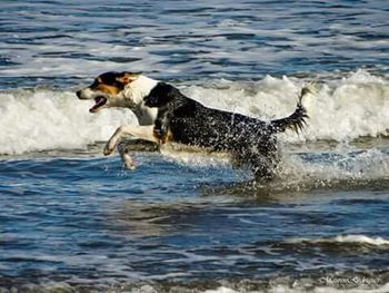 Dog in sea