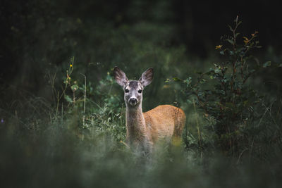 Portrait of deer standing on field