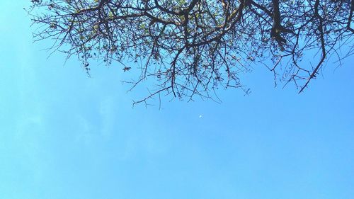 Low angle view of bare tree against clear blue sky