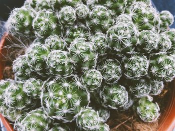 Close-up of succulent plants