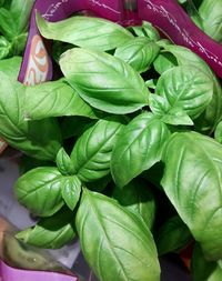 High angle view of green leaves on plant