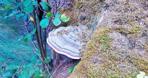 Close-up of tree trunk by rocks in forest