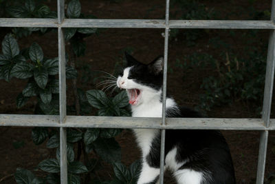 Tuxedo cat yawning