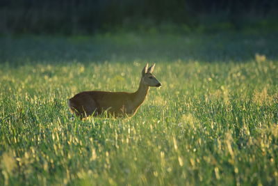 Deer standing on grassy field