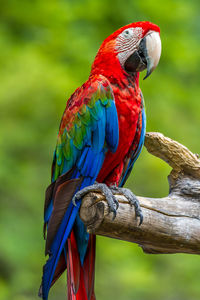 Close-up of parrot perching on branch