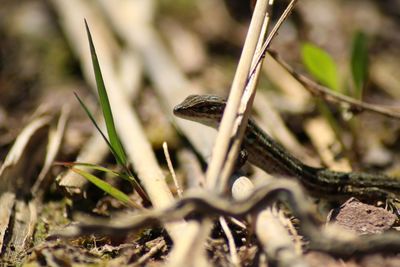 Close-up of lizard on field