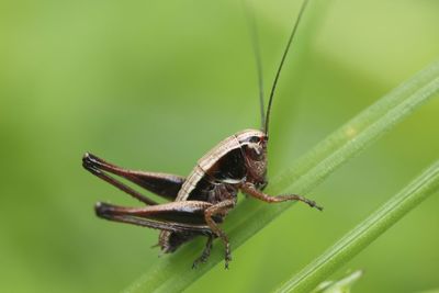 Close-up of insect on leaf