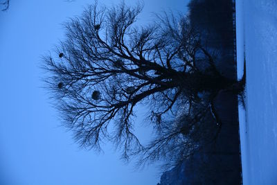 Low angle view of bare tree against clear sky