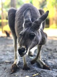 Close-up portrait of kangaroo