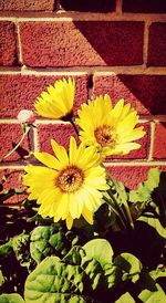 Close-up of yellow flower