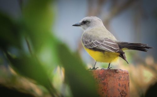 Close-up of bird perching outdoors