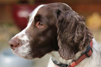 Close-up of dog looking away