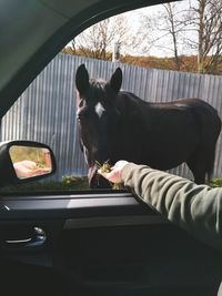 Dog looking through car windshield