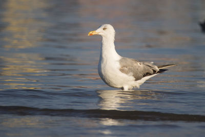 Seagull on a lake