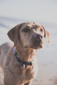 Close up portrait of healthy, happy labrador retriever dog obediently waiting for master's command