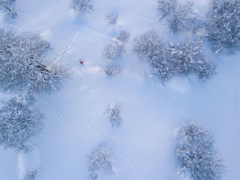 Trees on snow covered field against sky