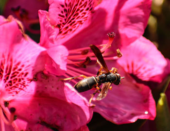 Close-up of bee on flower