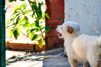 Puppy standing against wall