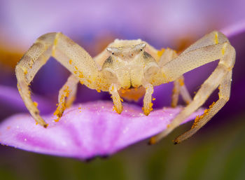Yellow tomisidae onostus spider walking and posing on a pink flower