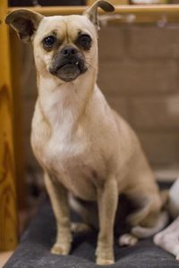 Portrait of a dog