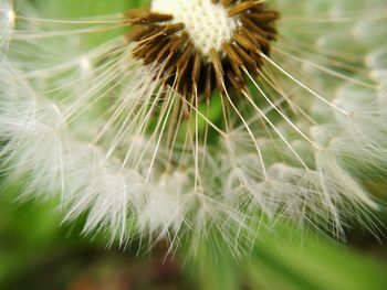 Close-up of dandelion