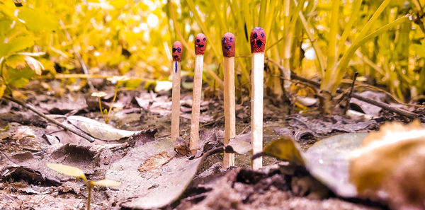 Close-up of flowering plants on field