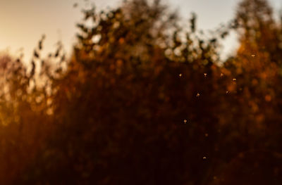 Close-up of plants against sky during sunset