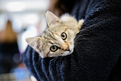 Close-up portrait of tabby cat