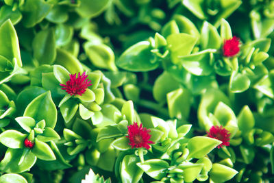 Close-up of bright green freshy succulent carpet with red flowers. natural spring gardening botany