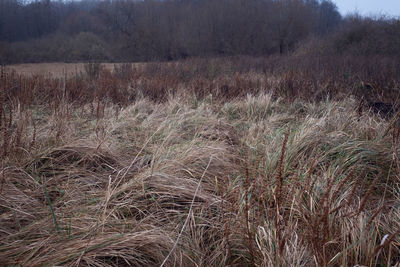 Dry grass on field