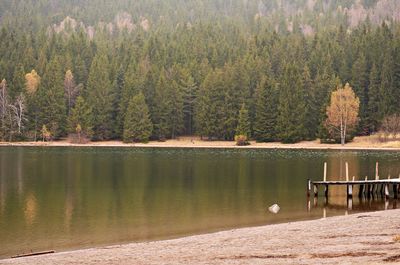 Scenic view of lake by trees against sky