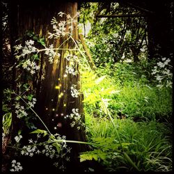 Plants growing in tree trunk