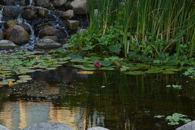 Water lily in pond