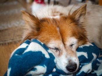 Sleeping dog with his favorite blanket