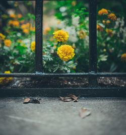 Close-up of yellow flowers blooming outdoors