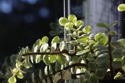 Close-up of green plant