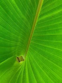 Full frame shot of green leaf