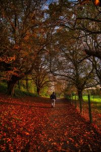 Rear view of person standing in park during autumn
