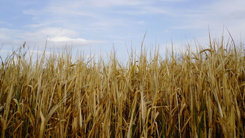 Wheat field against sky