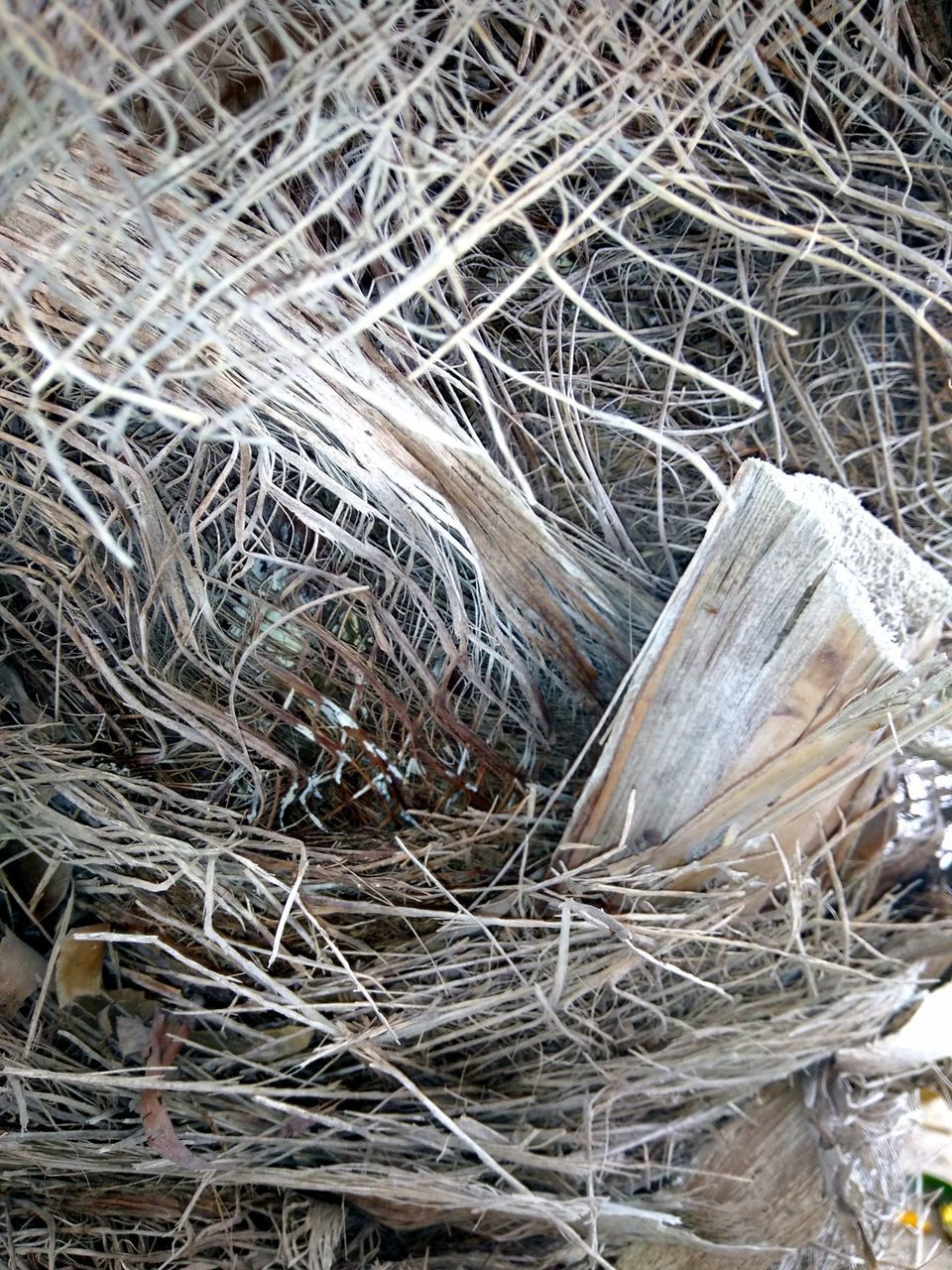 HIGH ANGLE VIEW OF TWIGS ON HAY