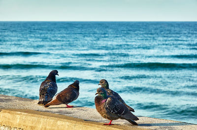 Pigeons on beach against sky