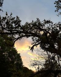 Low angle view of silhouette trees against sky