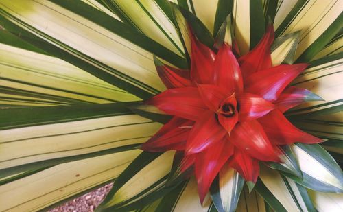 Close-up of red flower