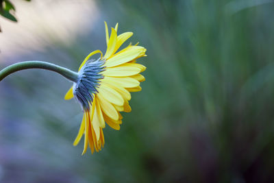 Close-up of yellow flower blooming outdoors